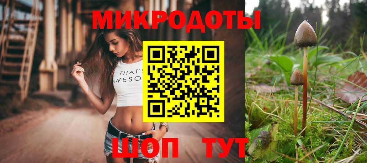 Псилоцибиновые грибы Psilocybe Тимашёвск
